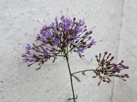 Trachelium caeruleum 3, Halsbloem, Saxifraga-Ed Stikvoort
